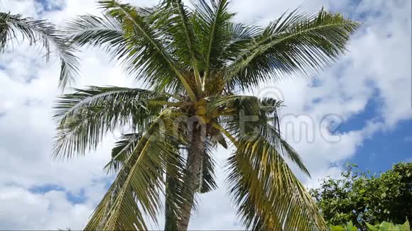 椰子树和蓝天白云视频的预览图