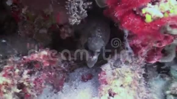 珊瑚礁里的莫雷艾尔近距离射击马尔代夫视频的预览图