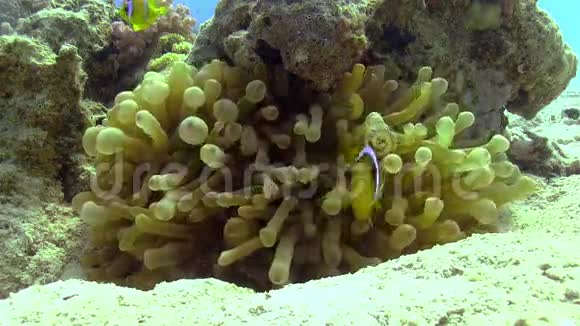 珊瑚礁上的小丑鱼视频的预览图