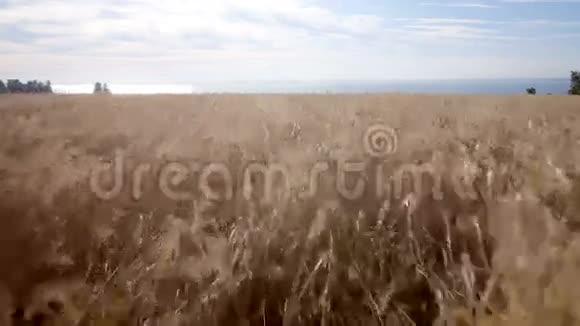 空中黄色的麦田蓝色的大海夏季视频的预览图