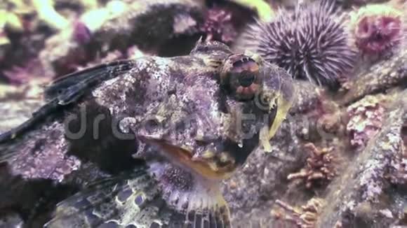 海底岩石中的鱼和海胆视频的预览图