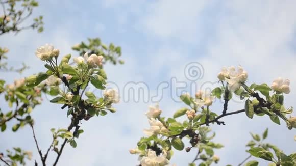 苹果树树枝开花视频的预览图