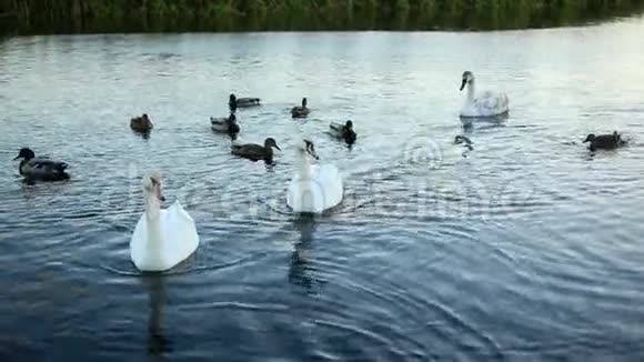 白天鹅和鸭子慢动作视频的预览图
