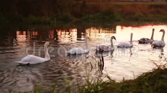 白色天鹅在河上慢动作视频的预览图