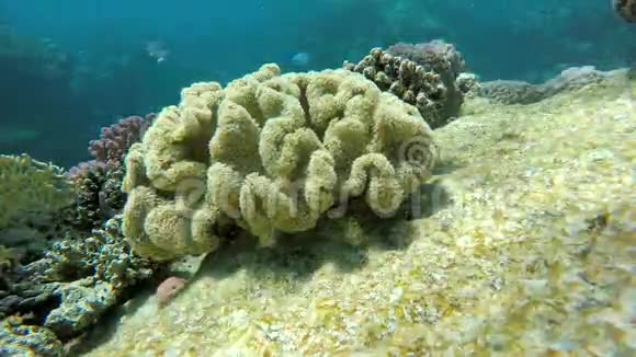 珊瑚礁的鱼海洋的深度视频的预览图