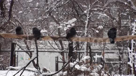 鸟类冬季背景视频视频的预览图