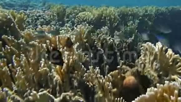 令人惊叹的红海视频的预览图