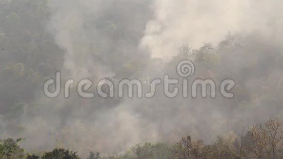 被燃烧的热带森林摧毁视频的预览图