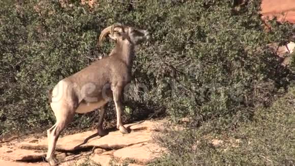 沙漠大角绵羊视频的预览图