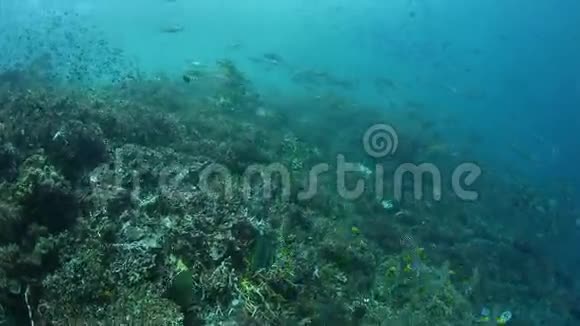 热带太平洋珊瑚礁渔业学校视频的预览图