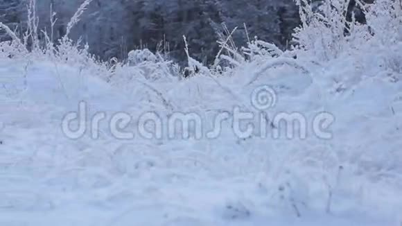 雪的冬季景观视频的预览图