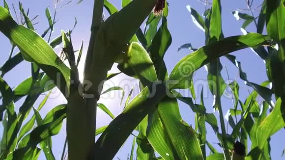 玉米田玉米运动农场稳定农业视频绿草农业美国自然美国玉米农场视频的预览图