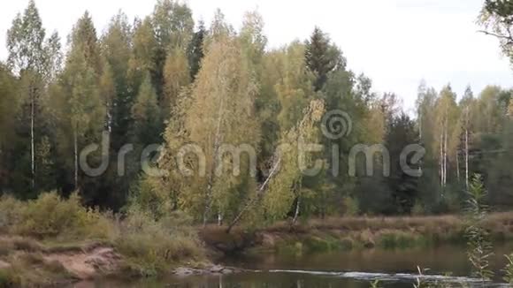 有森林和河流的景观视频的预览图