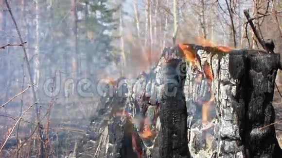 开火烧毁的树木视频的预览图