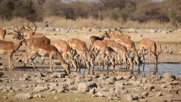 水孔中的黑斑羚羚羊视频的预览图