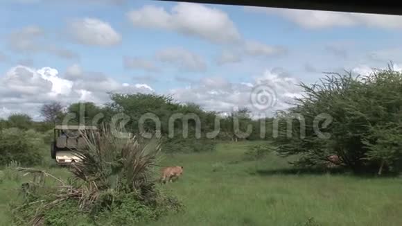 狮子野生危险哺乳动物非洲肯尼亚视频的预览图