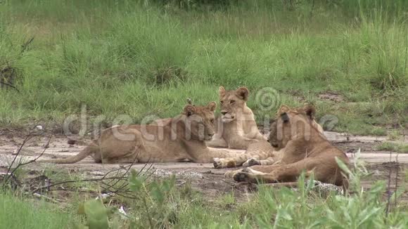 狮子野生危险哺乳动物非洲肯尼亚视频的预览图