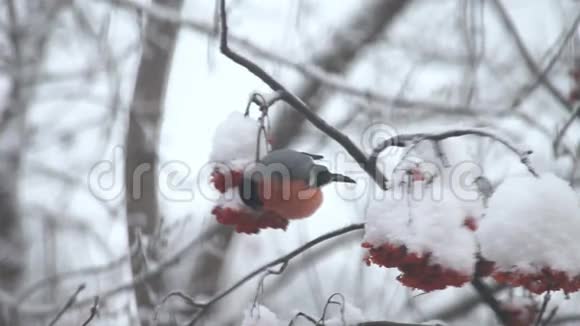 牛翅在雪地里吃树上的红视频的预览图