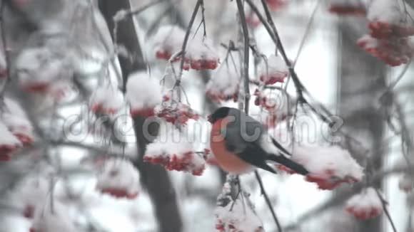 牛翅在雪地里吃树上的红视频的预览图