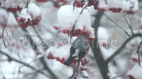 牛翅在雪地里吃树上的红视频的预览图