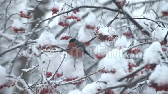 牛翅在雪地里吃树上的红视频的预览图