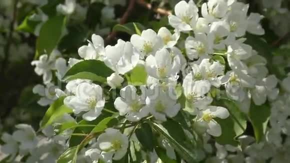 花的苹果树白色视频的预览图