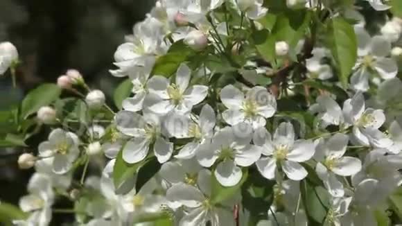 花的苹果树白色视频的预览图