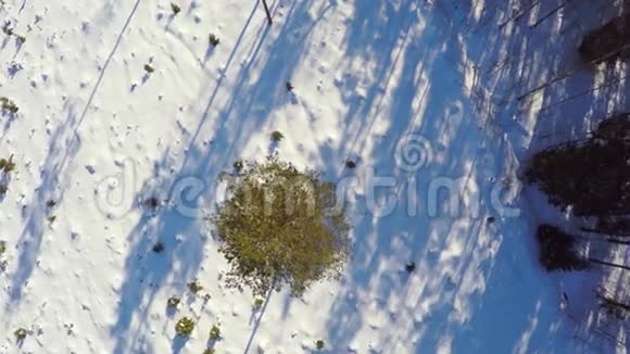 空中镜头低空飞行冬季景观晴天冬季森林视频的预览图