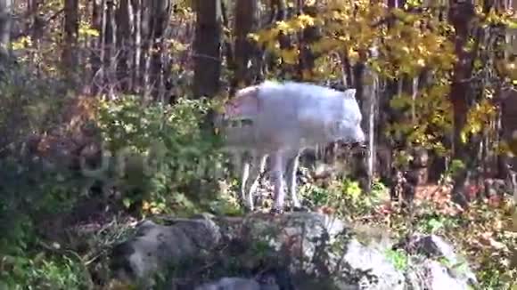 秋天森林里的北极狼视频的预览图