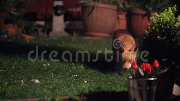 晚上在城市花园里放狐狸视频的预览图
