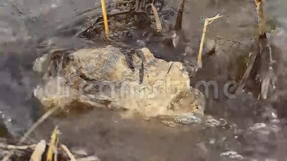 石溪流淌自然水沸腾干芦苇景观视频的预览图
