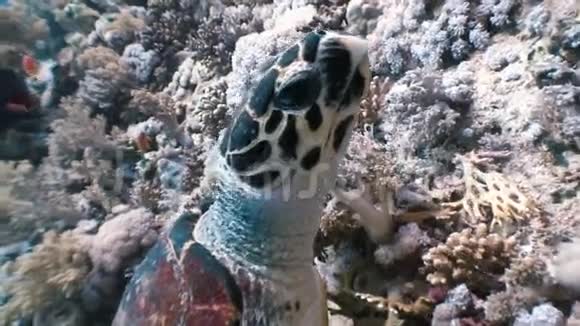 海龟游在珊瑚礁上视频的预览图