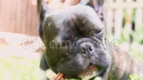 宠物狗种法国斗牛犬视频的预览图
