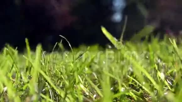 公园里新鲜的青草视频的预览图