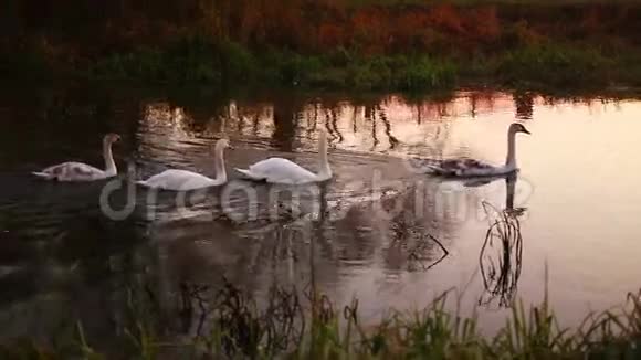 白色天鹅在河上慢动作视频的预览图