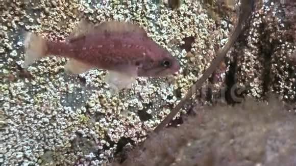 海底岩石中的鱼和海胆视频的预览图