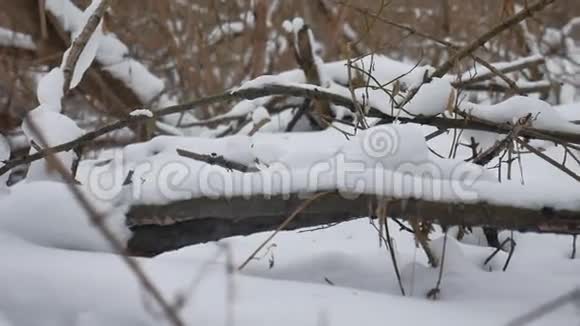 冬季自然野生林中的雪干树木冬季景观视频的预览图
