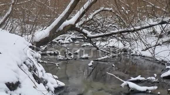 林中溪山水自然冬流水雪中小河视频的预览图