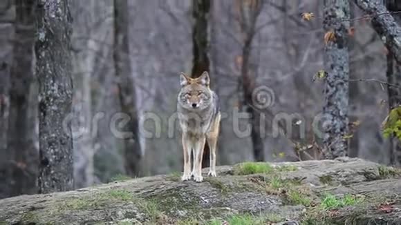 一只孤独的郊狼在秋天的森林里视频的预览图