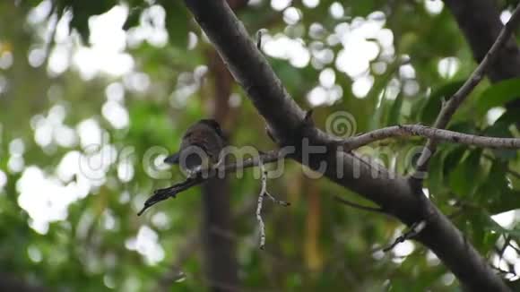 一只鸟栖息在树上视频的预览图