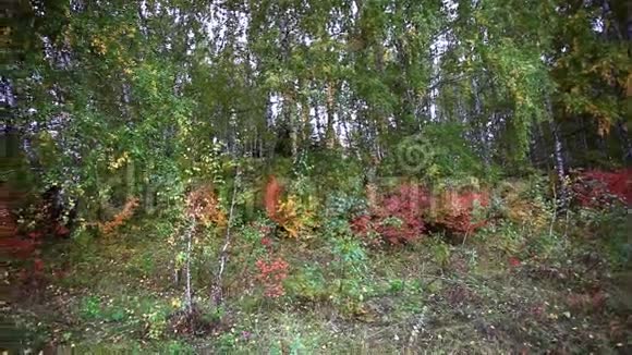 美丽的秋天森林视频的预览图