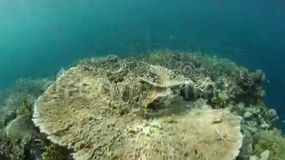 印度尼西亚RajaAmpat的珊瑚和小鱼视频的预览图