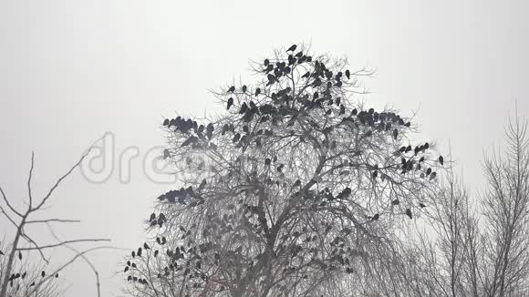 一群鸟从树上起飞一群乌鸦从黑鸟干树上起飞视频的预览图