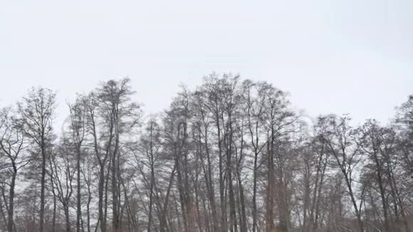 冬季自然野生森林在雪冬干燥的树木景观视频的预览图