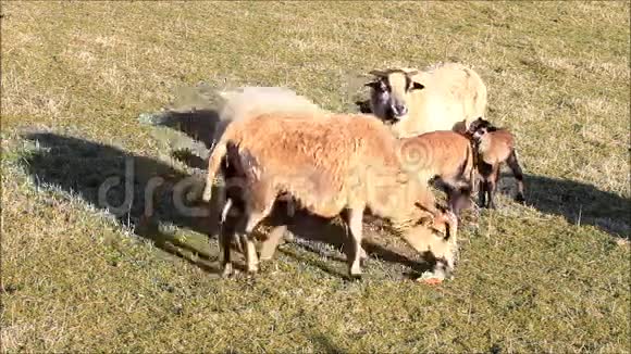 羊羔棕色春天草地视频的预览图