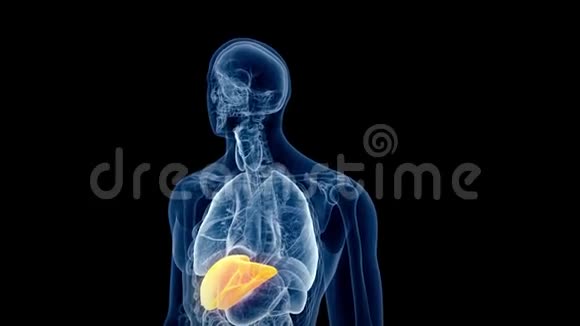 人类的肝脏视频的预览图