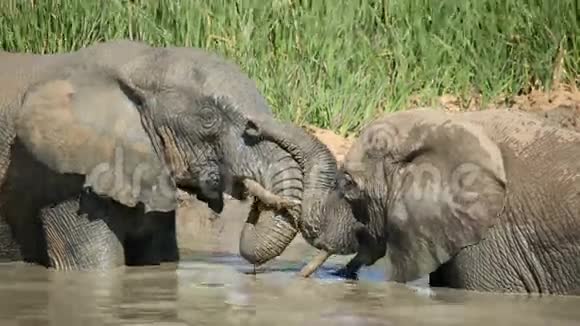 非洲象在水坑里视频的预览图