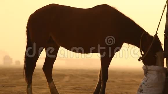 沙漠中的马剪影视频的预览图
