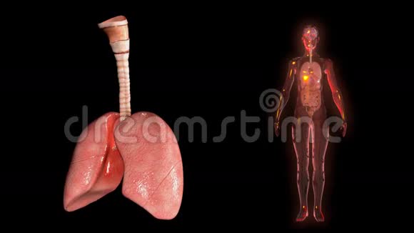 人肺视频的预览图