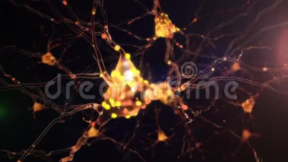 4K神经元活动视频的预览图